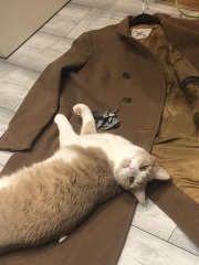 Tales and Tails and NMCs  -  the Excellent Cats March On