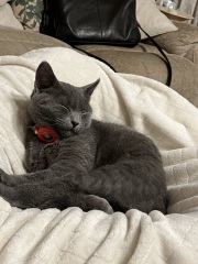 Apple air tag collars
