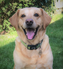 Dog appreciation post