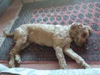 Dog appreciation post