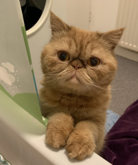 Is anyone else’s cat quite concerned when their owner goes for a bath?