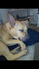 Just found out that puppy is partly a banned breed