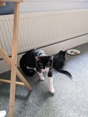 Been offered a kitten - but not sure!