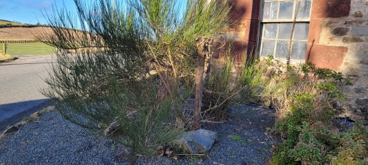 Garden novice advice plea