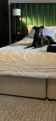 What dog breed would you suggest?