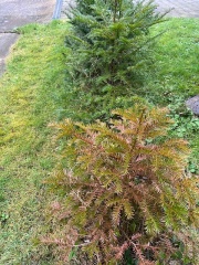 What’s happening to my Yews?