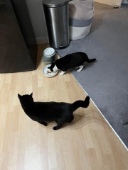Is he fat?