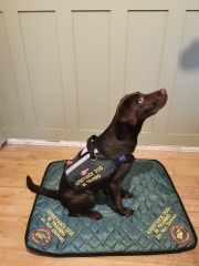 Puppy Survival Thread - for old and new pups heading into winter