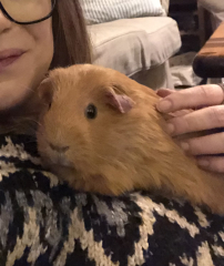 Shit... 99% sure Guinea Pig is pregnant