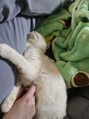 Advice needed for situation with poorly cat