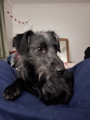New pup and 15 month old teen pup… play?!