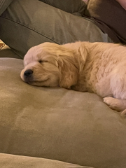 What do you wish you'd known before getting a puppy?
