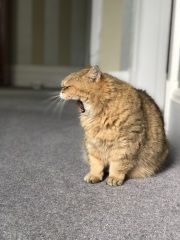 What a big mouth you have.....
