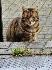 Thug cat part 5 - For he will not do destruction, if he is well-fed, neither will he spit without provocation.