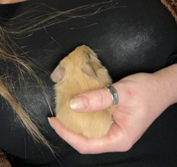 Shit... 99% sure Guinea Pig is pregnant