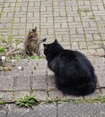 Thug cat part 5 - For he will not do destruction, if he is well-fed, neither will he spit without provocation.