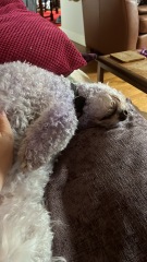 Dog appreciation post