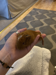 Shit... 99% sure Guinea Pig is pregnant