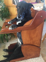 This “humanisation” of dogs has got ridiculous