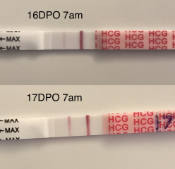 OCTOBER 2024 BABIES!