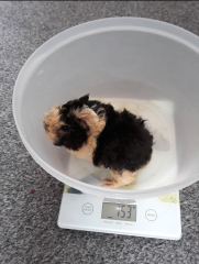 Shit... 99% sure Guinea Pig is pregnant