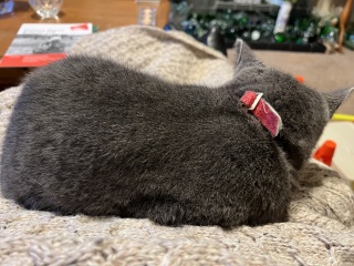 Finlay update feline physio