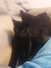 Do I want a cat??