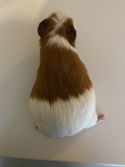 Shit... 99% sure Guinea Pig is pregnant