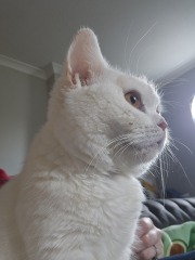 Advice needed for situation with poorly cat