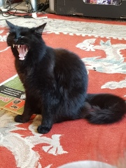 What a big mouth you have.....