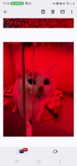 Advice needed for situation with poorly cat
