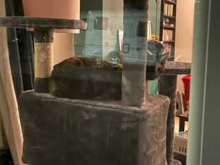 Tips to make my new 10mth kittens feel safe