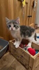 It’s a kitten name thread