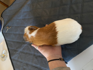 Shit... 99% sure Guinea Pig is pregnant
