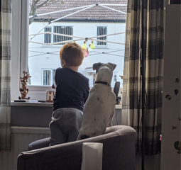 Would you count Jack Russells as being "yappy" compared to most other dogs?
