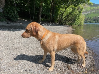 What does your Labrador weigh?