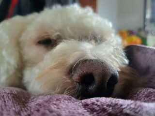 Dog appreciation post