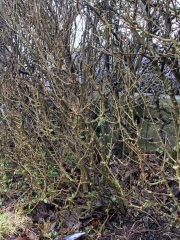 Is our hedge dead/diseased?