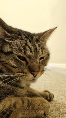Cats are never sorry