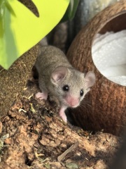 Shit... 99% sure Guinea Pig is pregnant