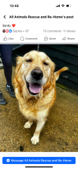 Reputable dog rescue centres - Norfolk or surrounding areas