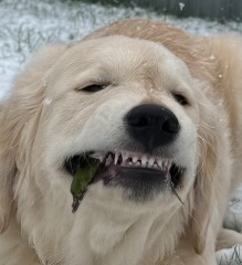 What do I need to know about getting a golden retriever?