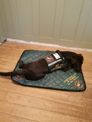 Puppy Survival Thread - for old and new pups heading into winter