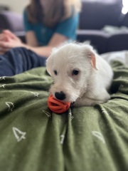 New pup and 15 month old teen pup… play?!