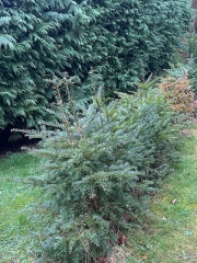 What’s happening to my Yews?