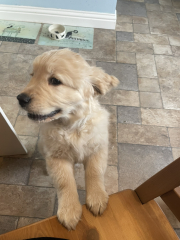 What do I need to know about getting a golden retriever?