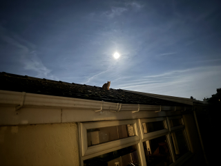 Tales and Tails and NMCs  -  the Excellent Cats March On