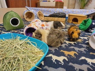 Shit... 99% sure Guinea Pig is pregnant