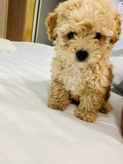 The happy Place Café is still open - 2024