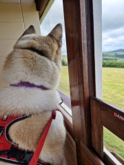 This “humanisation” of dogs has got ridiculous